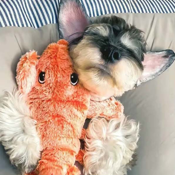 🔥Floppy Lobster Interactive Dog Toy