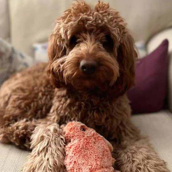 🔥Floppy Lobster Interactive Dog Toy